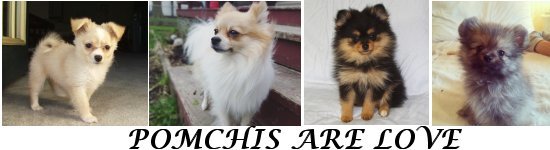 pomchis are love pomchis are love